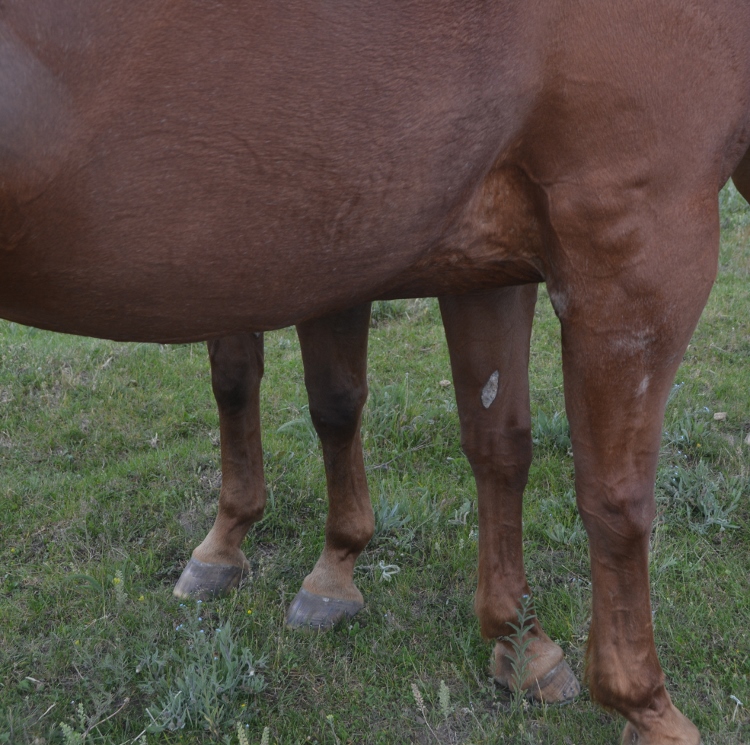 horse legs